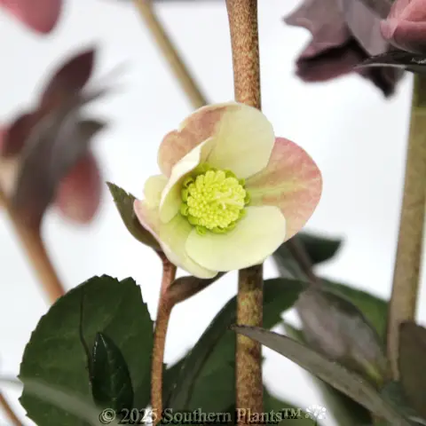 Merlin Winter Rose