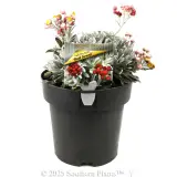 Helichrysum Red Jewel - Plant photo
