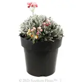 Helichrysum Red Jewel - Alternate photo
