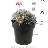 Helichrysum Red Jewel - Reference photo