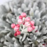 Helichrysum Red Jewel - Detail photo