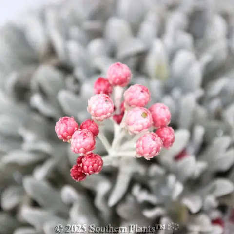 Helichrysum Red Jewel