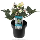 Helleborus Shooting Star - Plant photo