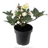 Helleborus Shooting Star - Alternate photo