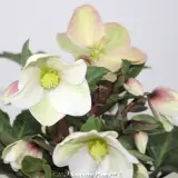 Helleborus Shooting Star - Product photo