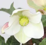 Helleborus Shooting Star - Reference photo