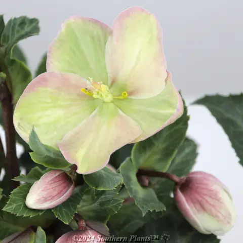 Helleborus Shooting Star