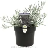 Curry Plant - Plant photo
