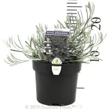 Curry Plant - Product photo