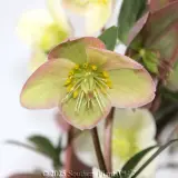 Snow Dance Winter Rose - Detail photo