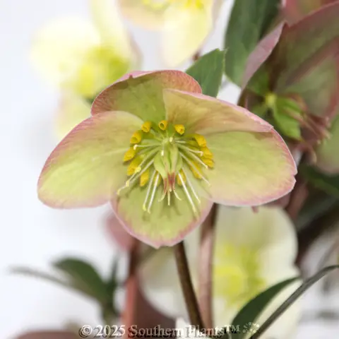 Snow Dance Winter Rose
