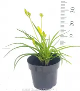 Daylily - Primary