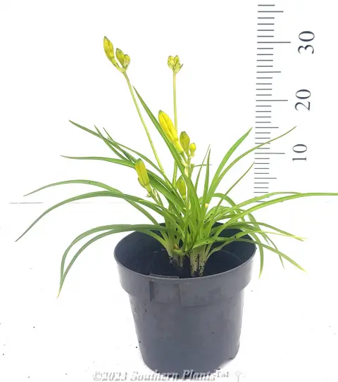 Daylily