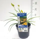 Daylily - Alt