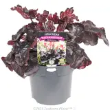 Heuchera Black Forest Cake - Plant photo