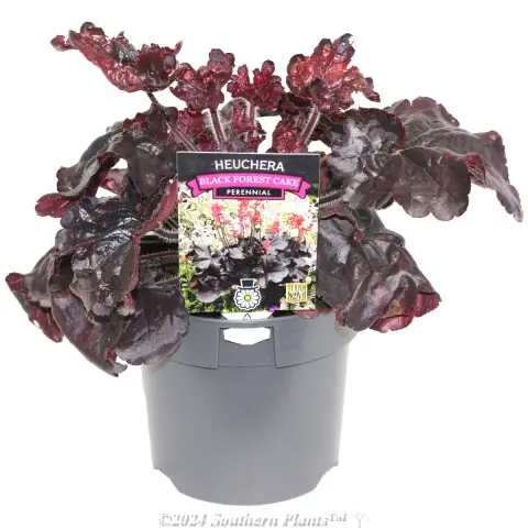 Heuchera Black Forest Cake