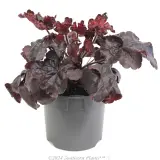 Heuchera Black Forest Cake - Alternate photo