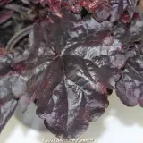 Heuchera Black Forest Cake - Product photo