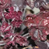 Heuchera Black Forest Cake - Reference photo