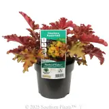 Orange Coral Bells - Plant photo