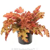 Orange Coral Bells - Alternate photo