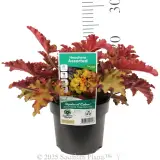 Orange Coral Bells - Product photo
