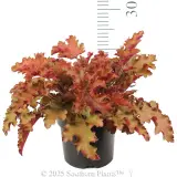 Orange Coral Bells - Reference photo