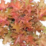 Orange Coral Bells - Detail photo
