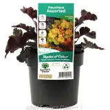 Coral Bells - Plant photo