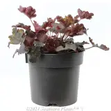 Coral Bells - Alternate photo