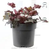 Coral Bells - Reference photo