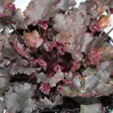 Coral Bells - Detail photo