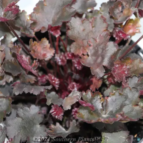 Coral Bells