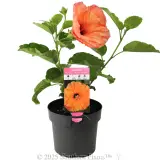 Hibiscus rosa-sinensis RIO Assorted - Plant photo