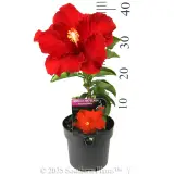 Hibiscus rosa-sinensis RIO Assorted - Product photo