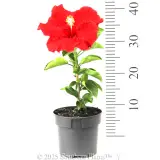 Hibiscus rosa-sinensis RIO Assorted - Reference photo