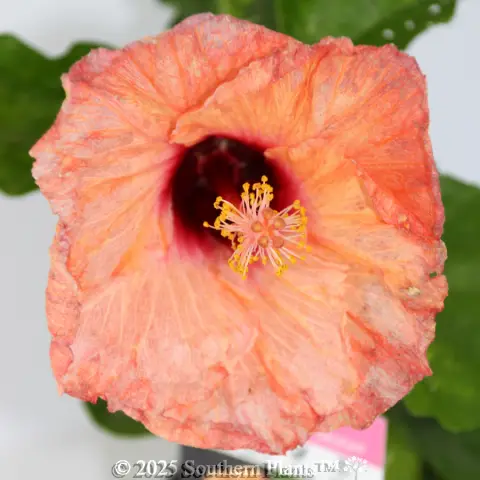 Hibiscus rosa-sinensis RIO Assorted