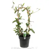 Snake Vine - Plant photo