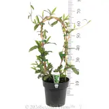 Snake Vine - Product photo