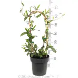 Snake Vine - Reference photo