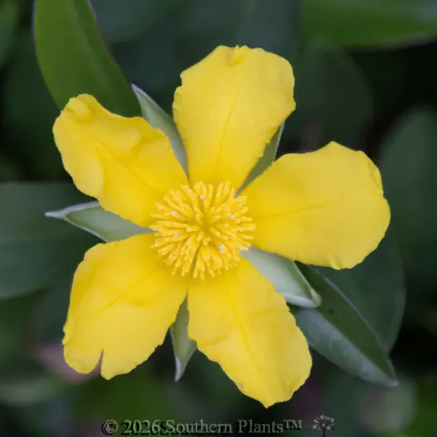 Snake Vine
