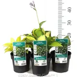 Plantain Lily - Product photo