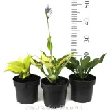 Plantain Lily - Reference photo
