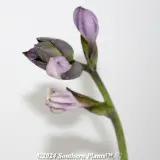 Plantain Lily - Detail photo