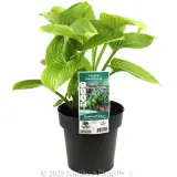 Plantain Lily - Plant photo