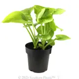 Plantain Lily - Alternate photo