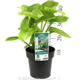 Plantain Lily - Product photo