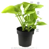 Plantain Lily - Reference photo