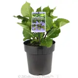 Hydrangea Black Lace - Primary