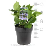 Hydrangea Black Lace - Pack